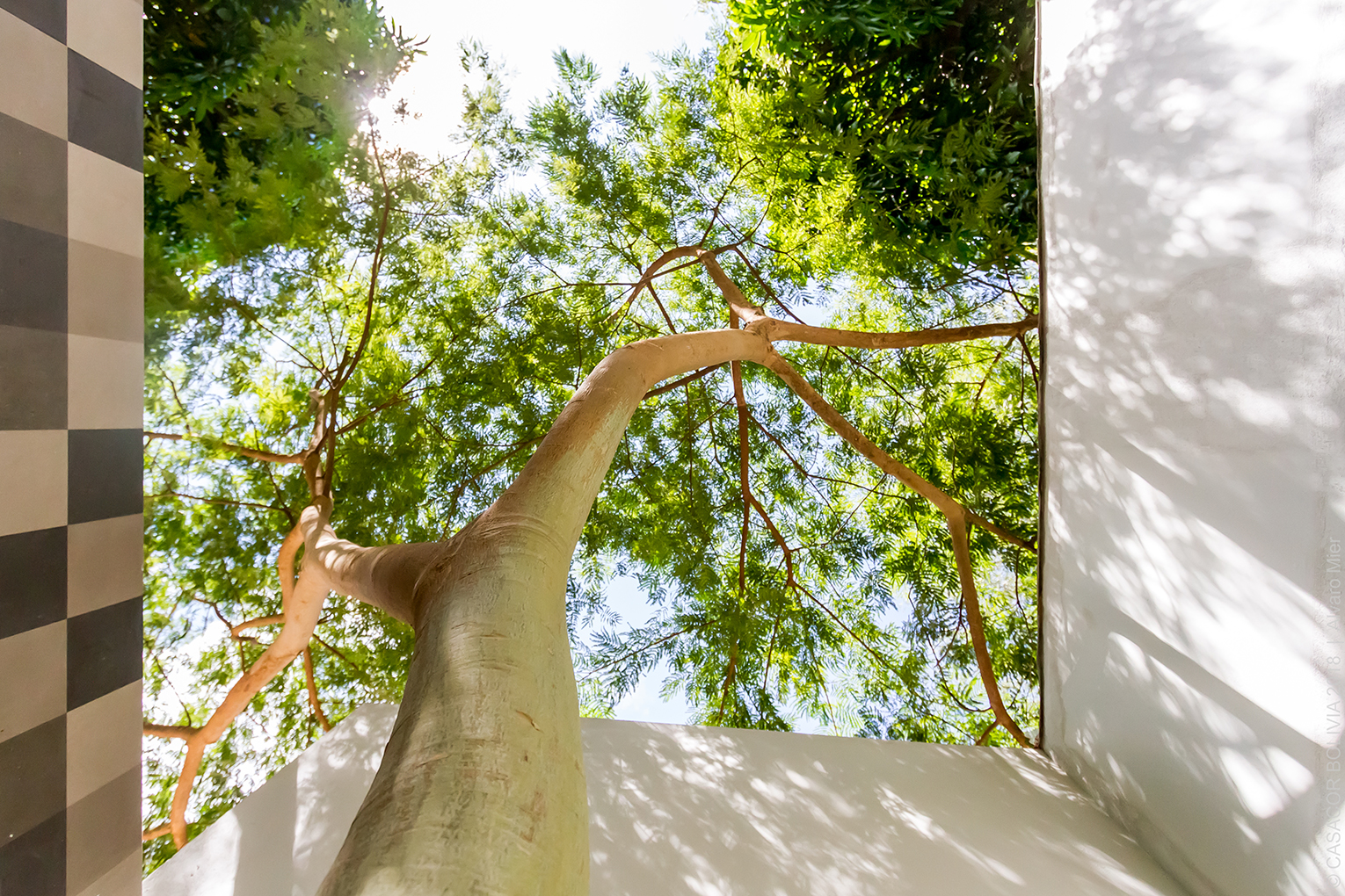 Cocina Orgánica - Eduardo Baldelomar. A arquitetura se molda à natureza e circunda a pata de elefante, que possui mais de oito metros de altura e 35 anos de idade.